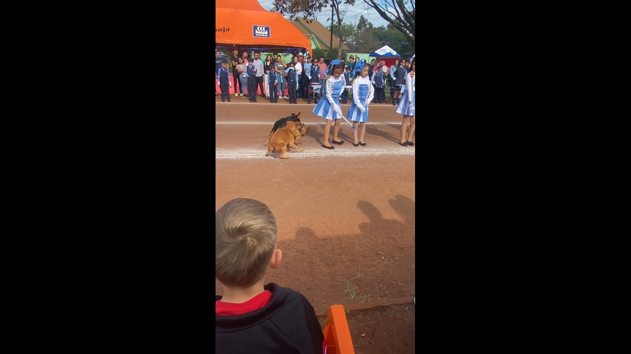 Dogs scuffle during parade startles girl in Asunción, Paraguay