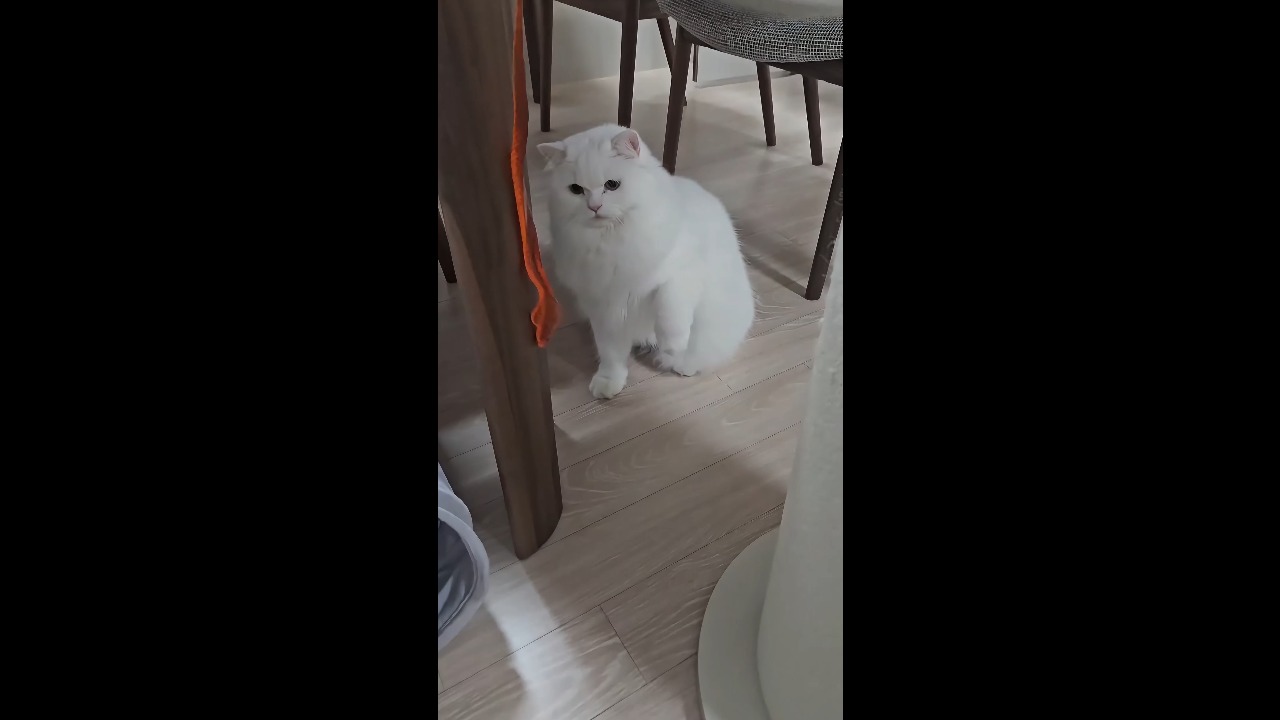 Curious white cat gets startled by a stretchy fidget worm toy in Hebei, China