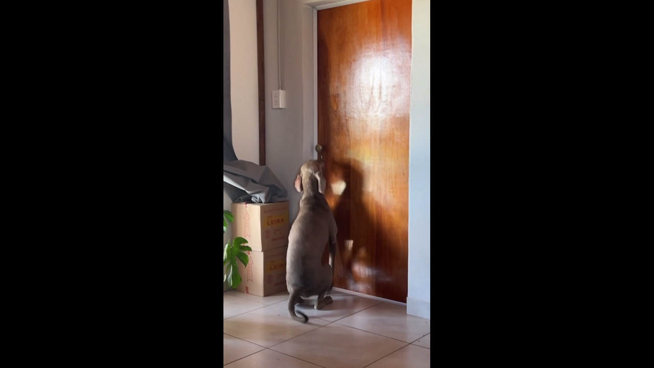 Dog opens door and walks into room in Concepción del Uruguay, Argentina