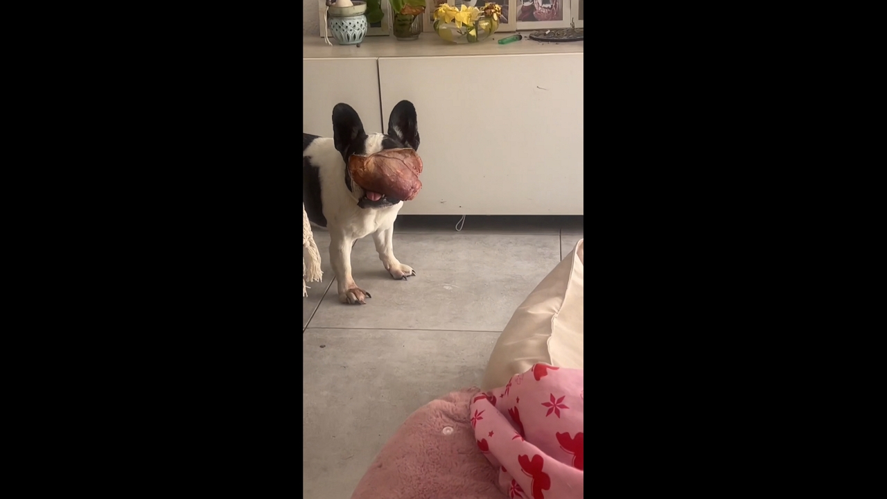 Dog struggles with oversized treat in Córdoba, Argentina