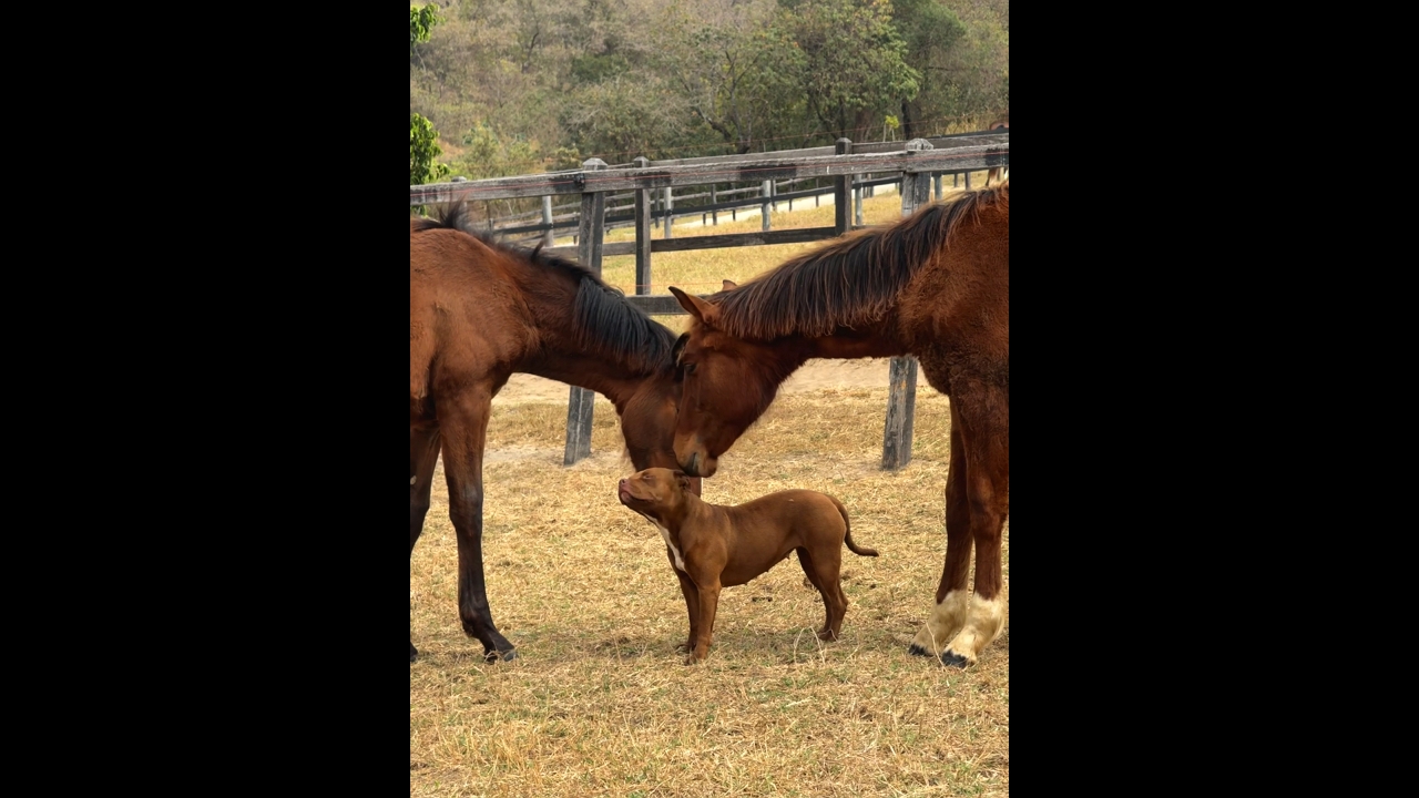 Cute interaction between dog and horses in São Paulo, Brazil
