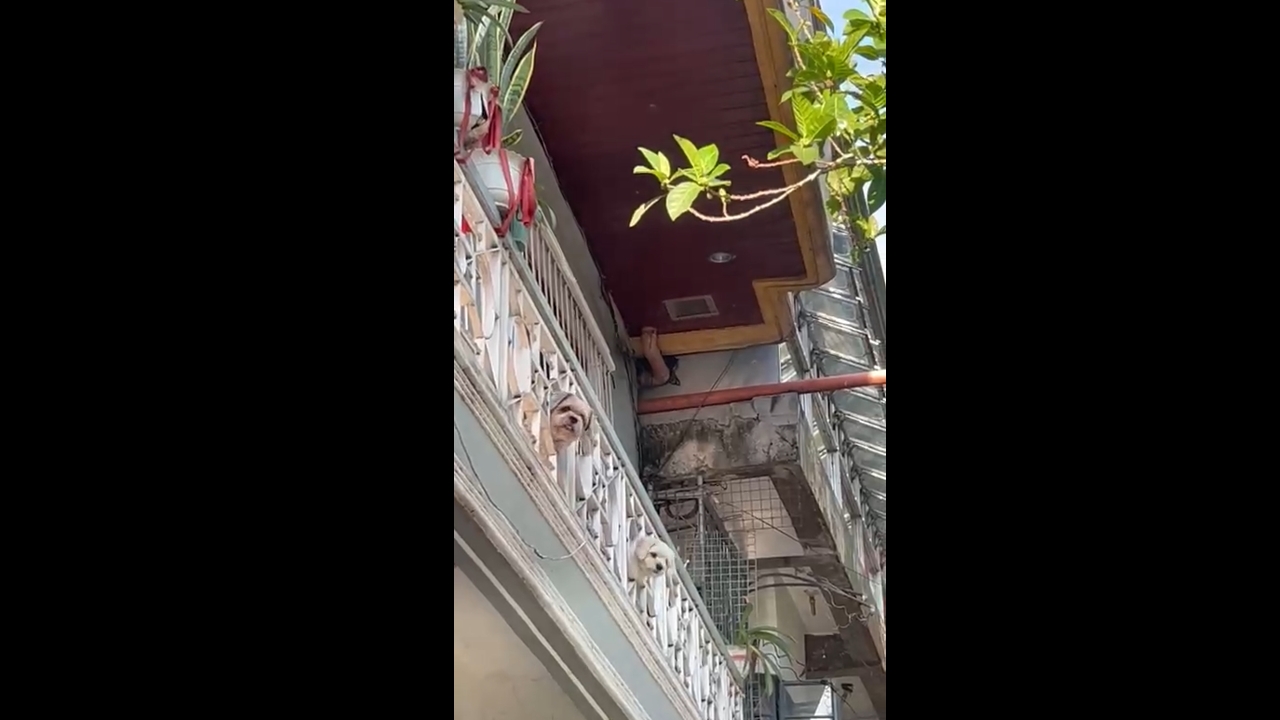 Adorable 'dog CCTV': synchronized pups watch owner from balcony in Biñan, Philippines