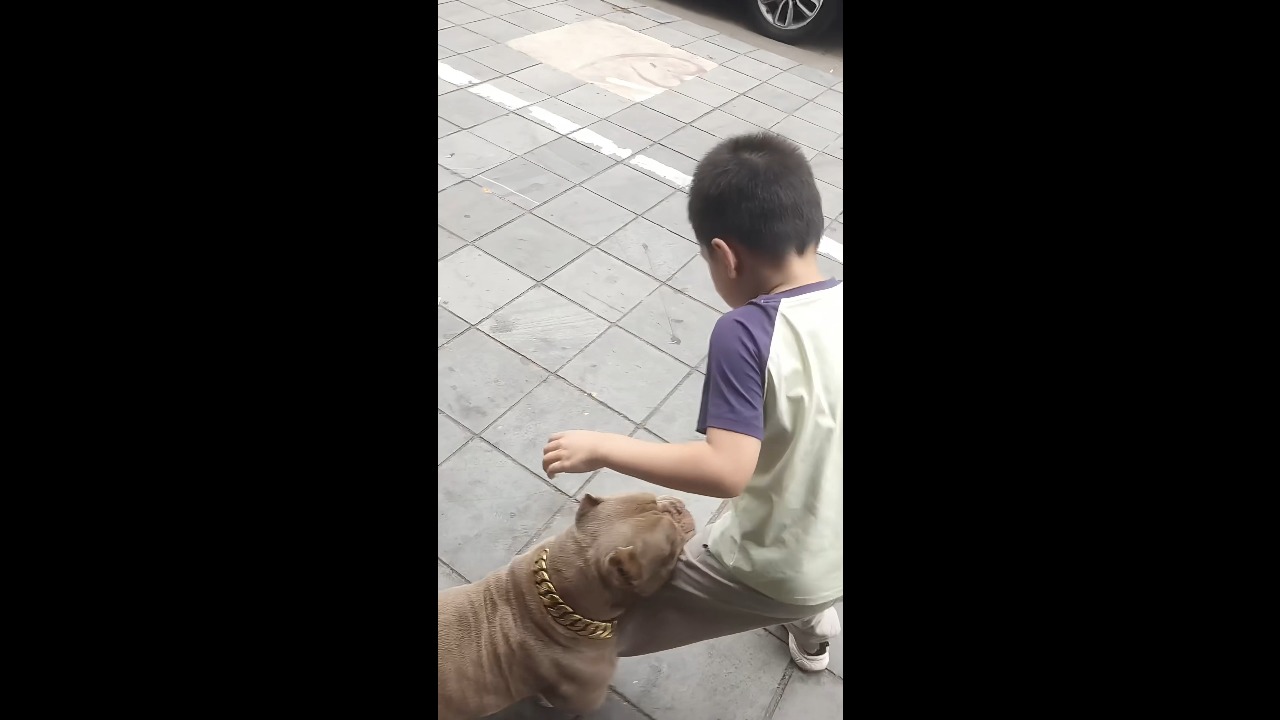 Clingy American Bully keeps hugging a boy’s legs in Zhejiang, China