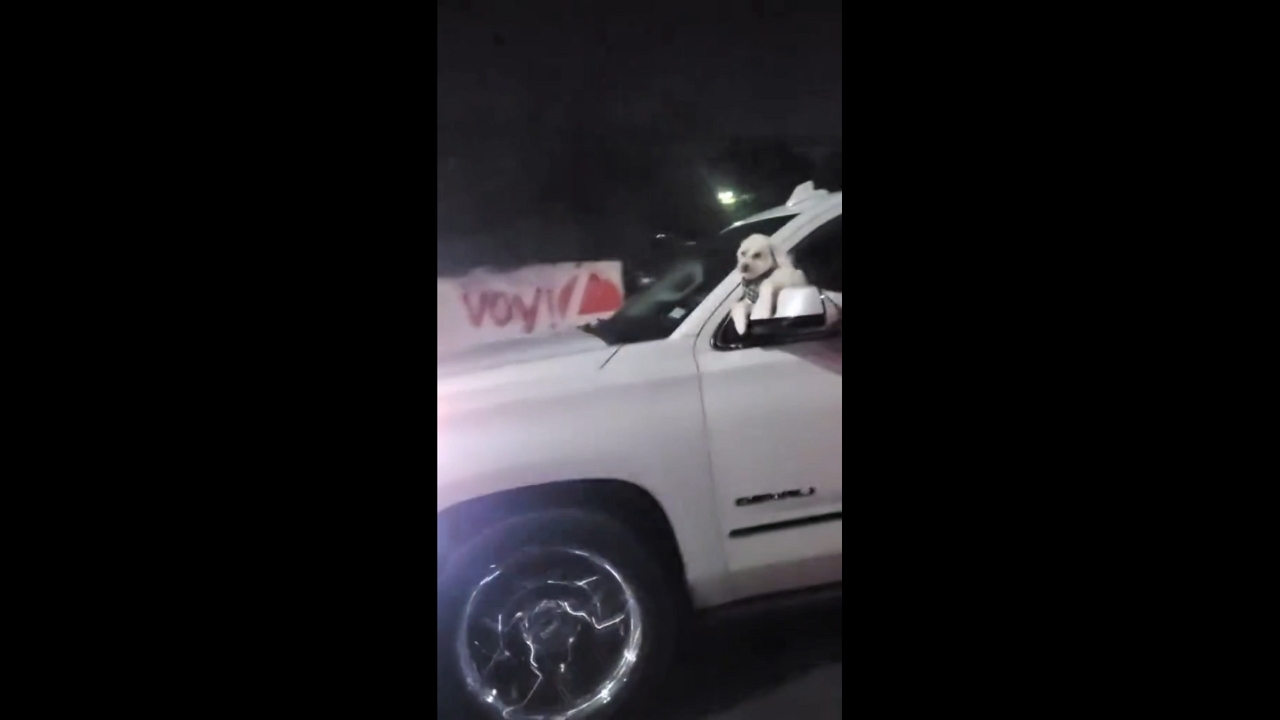 Dog seen hanging on car side mirror while driving in Ciudad Acuña, Mexico