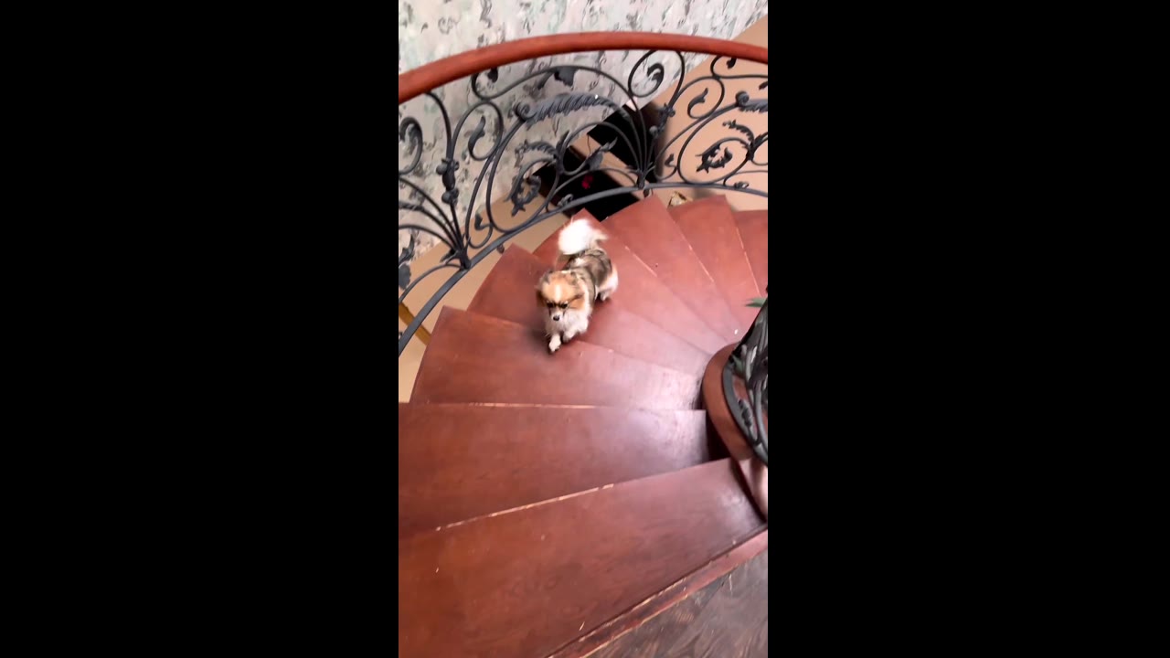 Stairway stumble: a heart-stopping moment captured in Mashhad