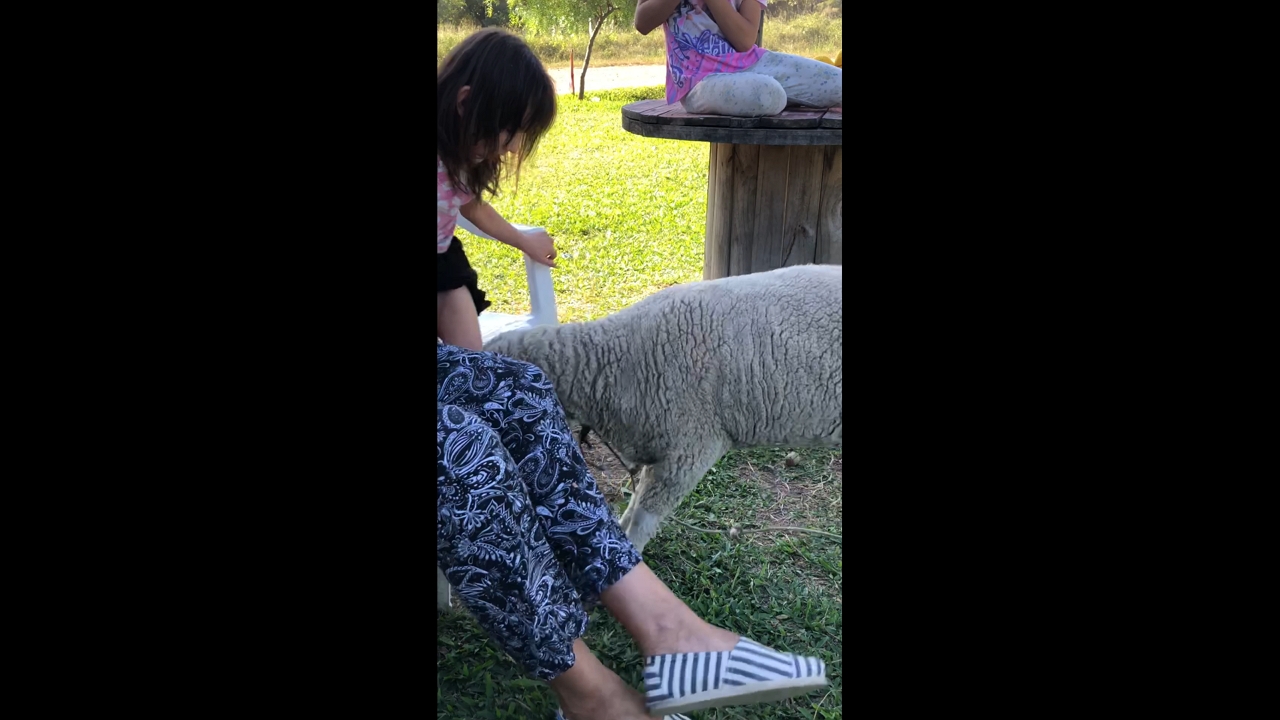 Sheep nearly rams young girl before mother intervenes in Entre Ríos, Argentina