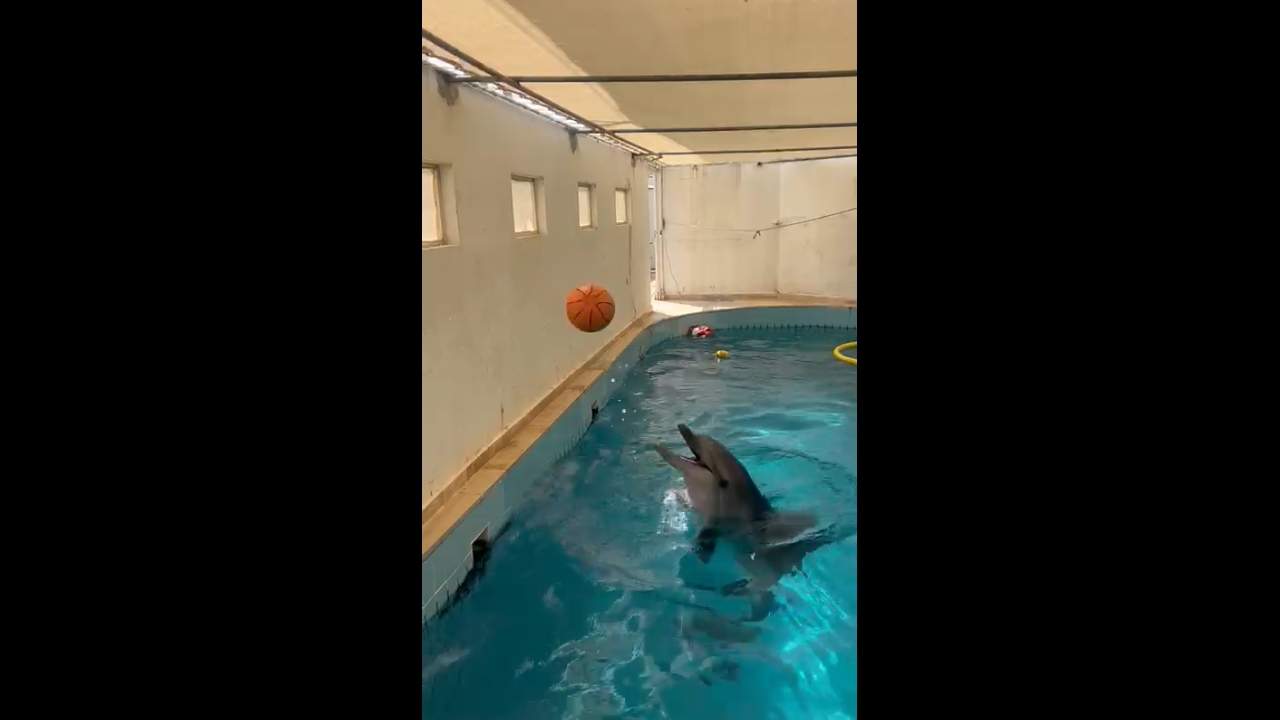 Dolphin plays basketball in Antalya, Türkiye
