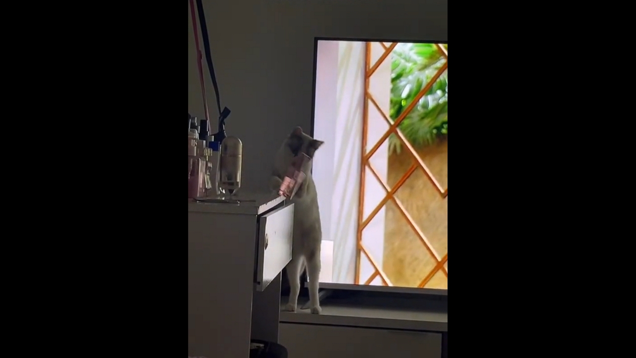 Cat caught knocking over perfume bottle in São Paulo, Brazil