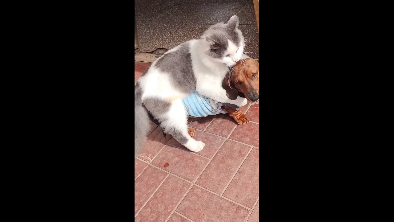 Cat playfully ambushes dachshund in Córdoba, Argentina