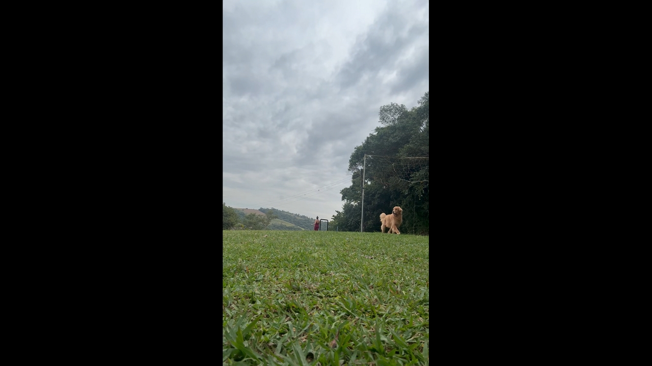 Golden retrievers chase chicken across field in São Paulo, Brazil