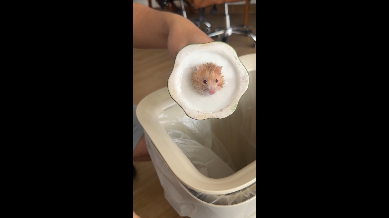 Hamster rescued after getting stuck inside a ceramic holder in Guangzhou, China