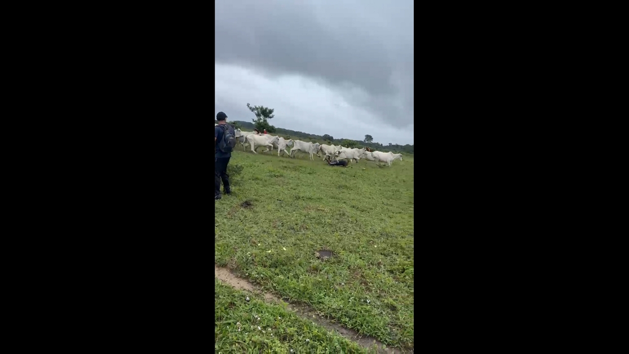 Cattle stampede in rural field causes panic in João Pessoa, Brazil