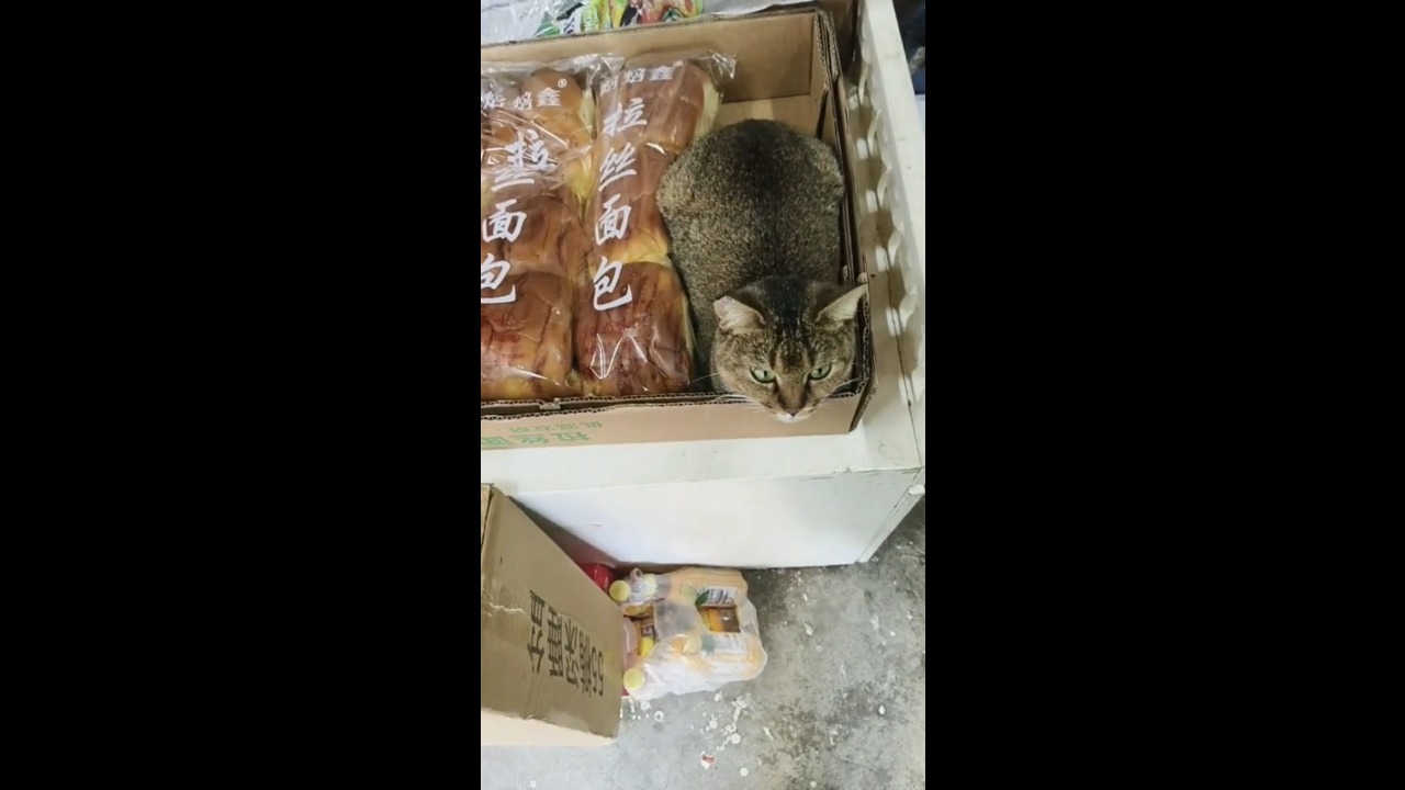 Adorable cat curls up among bread packs in a cardboard tray outside a store in Liaoning, China