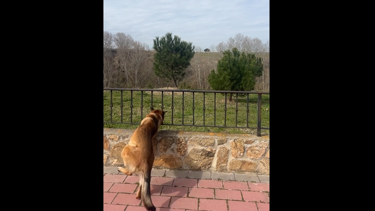 Dog runs into a fence in Arévalo, Spain