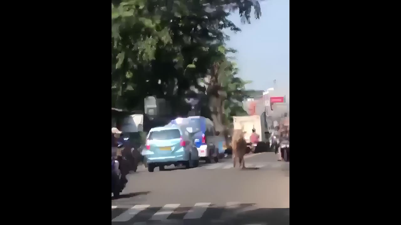 Cow causes chaos as it escapes roadway in East Jakarta, Indonesia