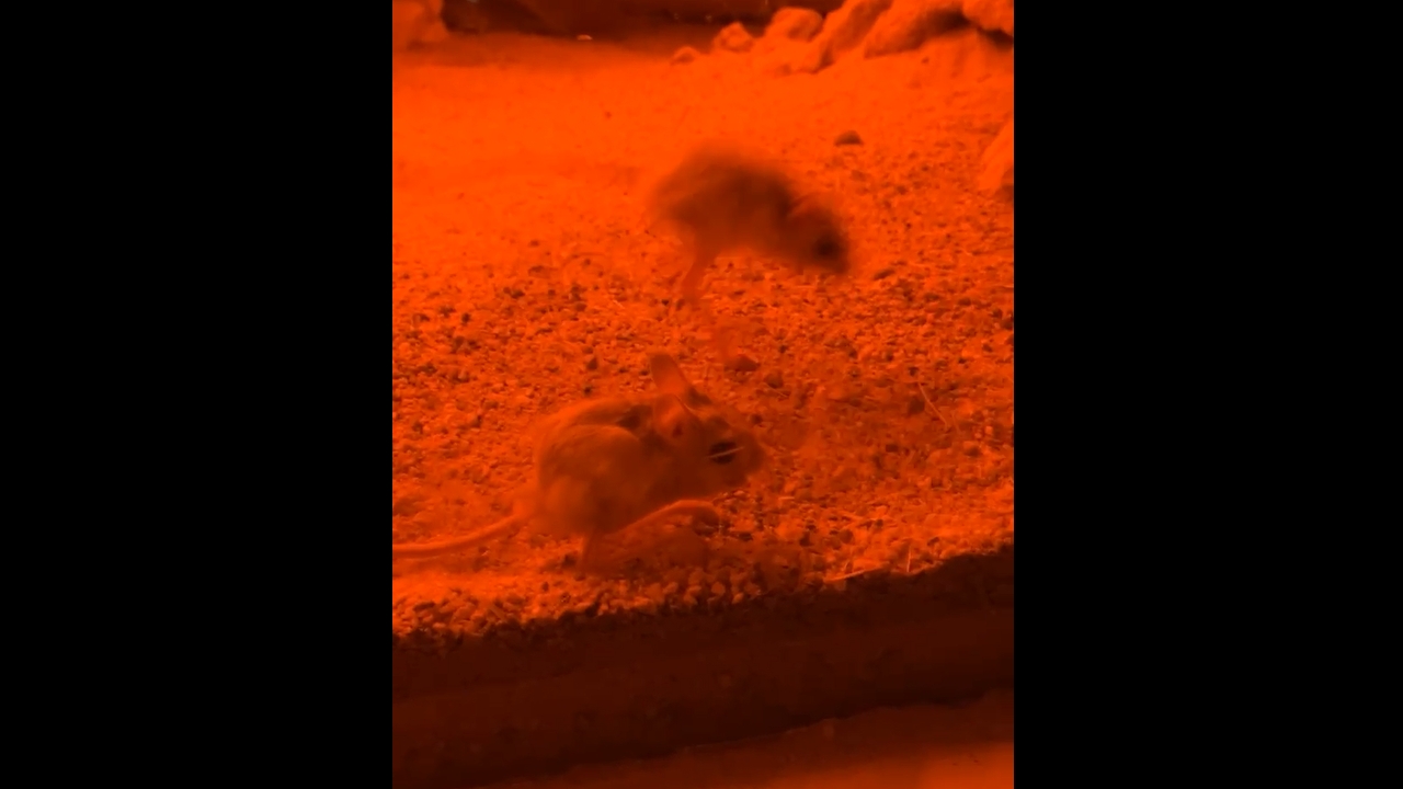 Rodents move around in enclosure at Plzeň Zoo