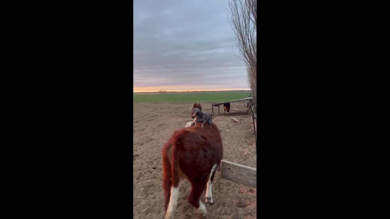 Dog rides cow at Córdoba Argentina