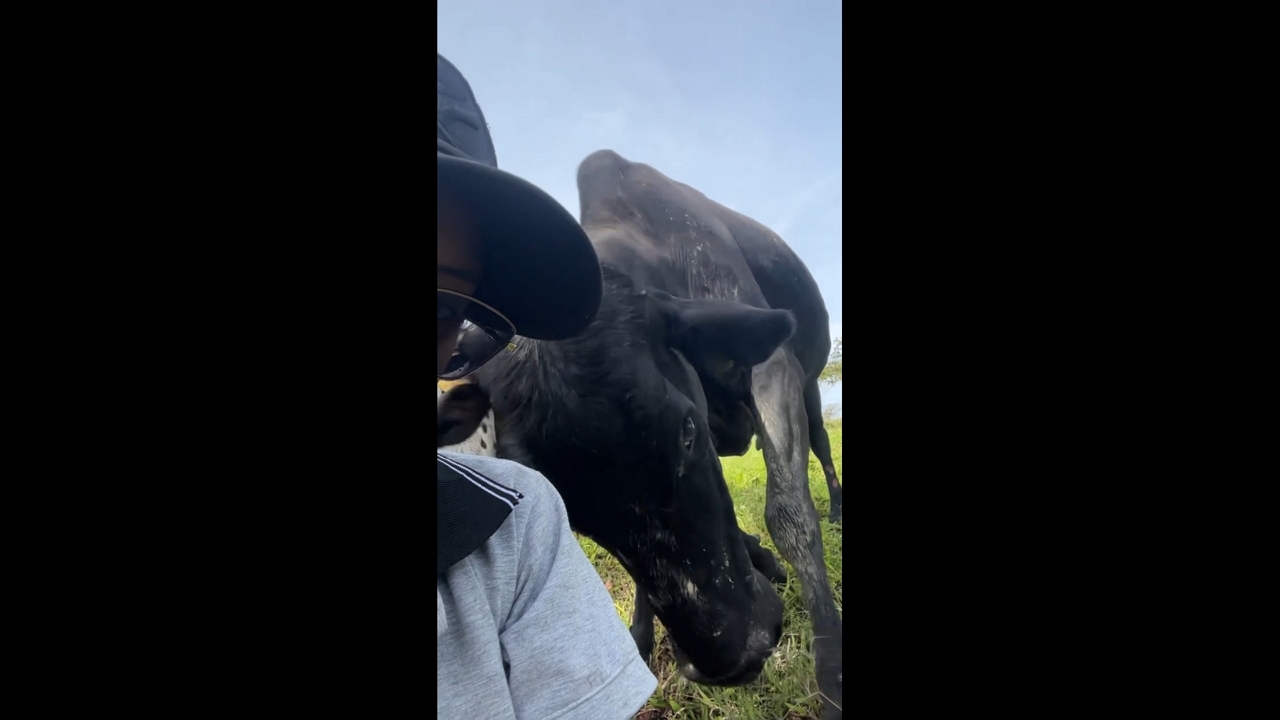 Cow unexpectedly pushes woman during close encounter in Bogotá, Colombia