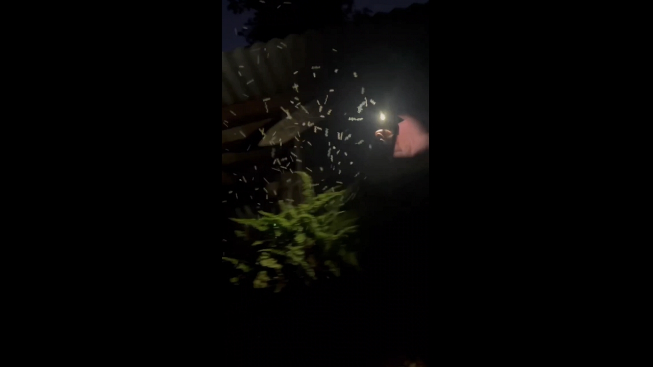 Video shows successful bug diversion using cell phone light in Córdoba, Argentina