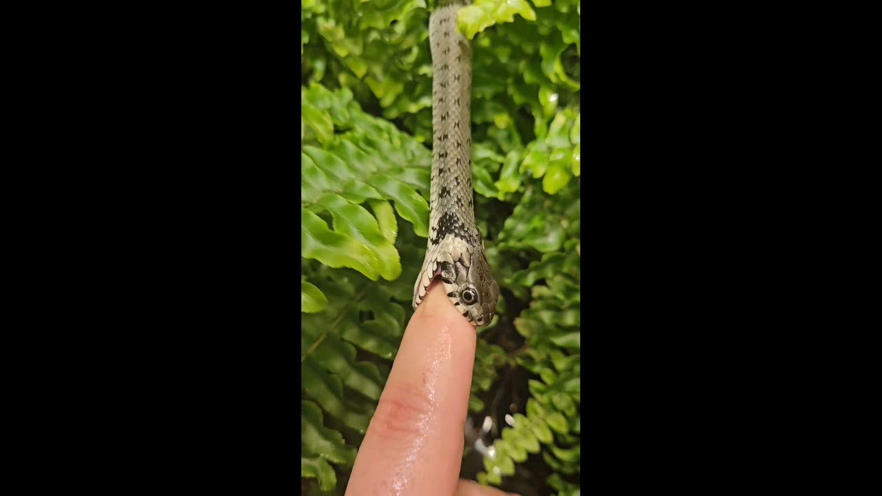 Snake accidentally bites finger during feeding in Görlitz, Germany
