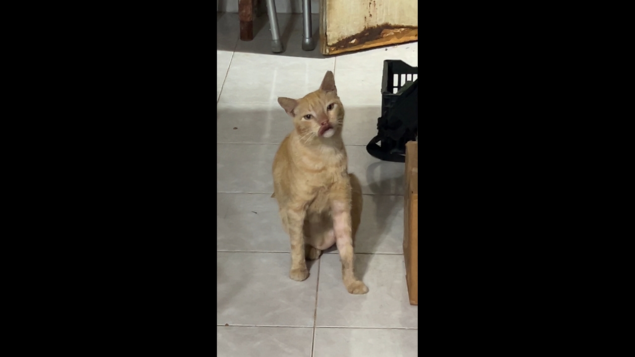 Swollen-lipped cat visits home and settles in Cancún, Mexico
