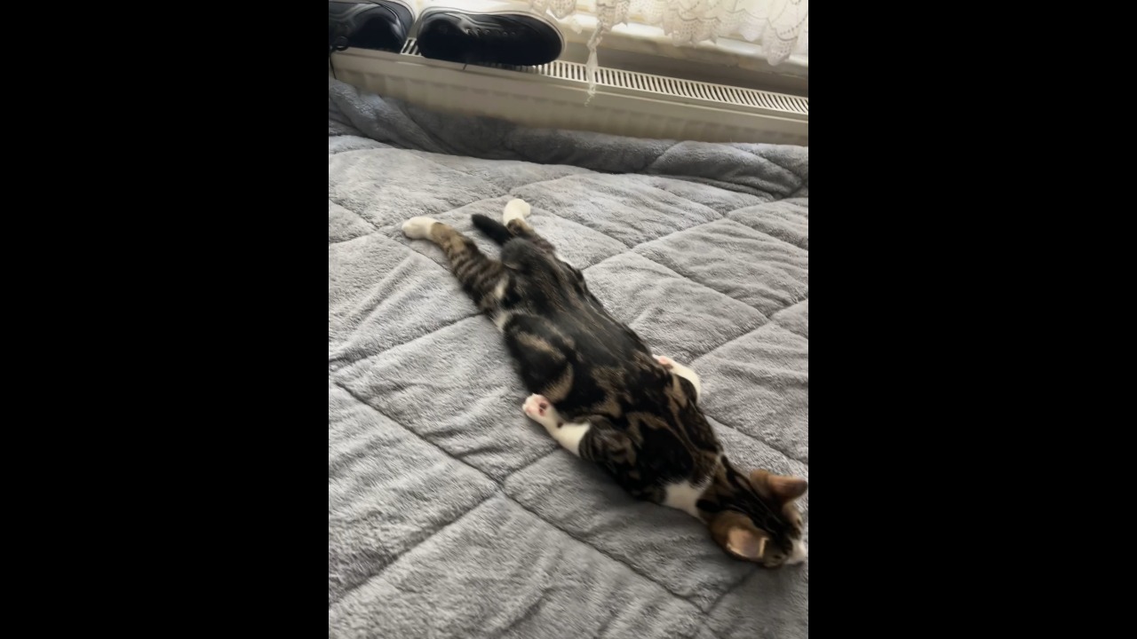 Four-month-old cat relaxes in an adorable sploot pose in Istanbul, Türkiye