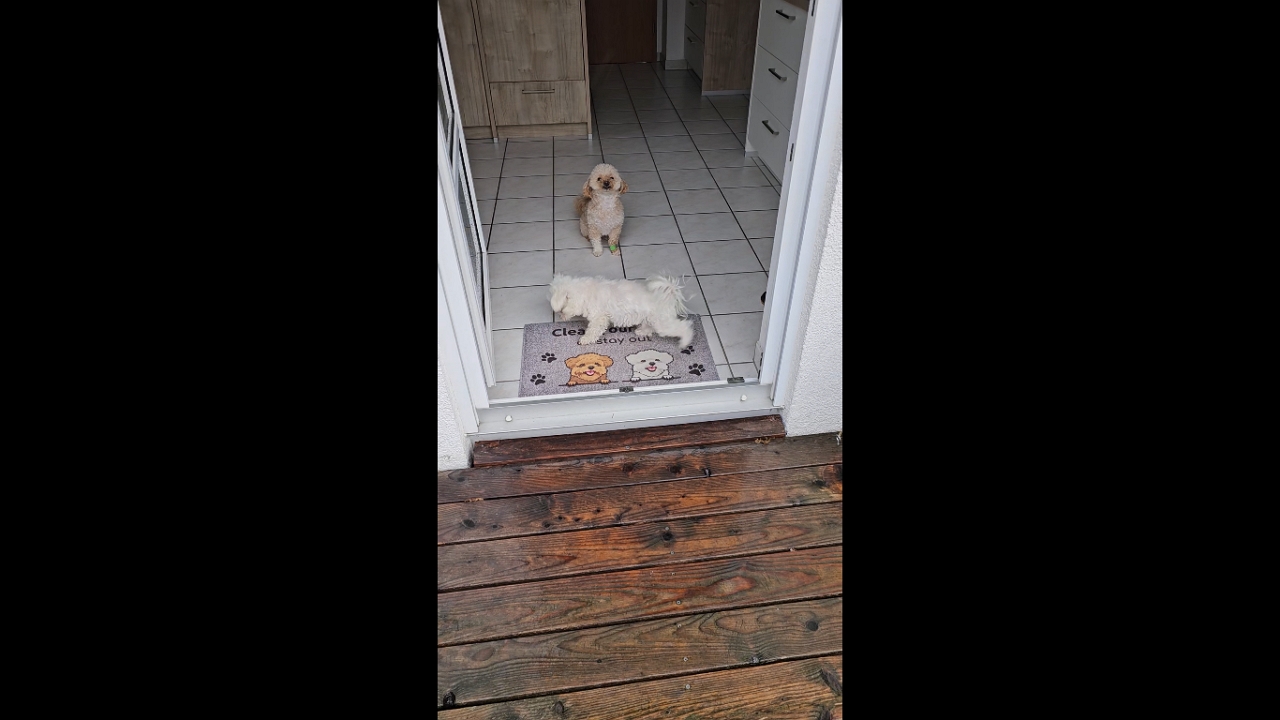 Hilarious video captures dog's pristine paw-cleaning routine in Mössingen, Germany
