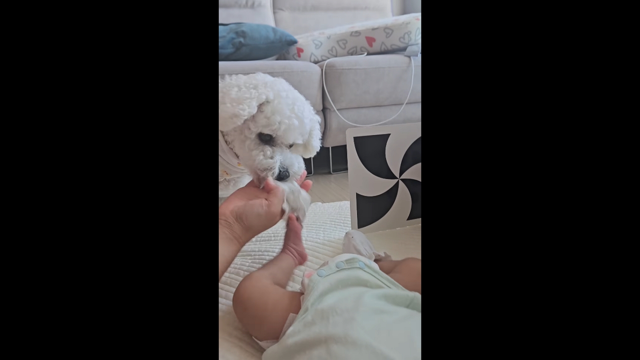 Playful Bichon Frisé tries to steal baby’s sock in South Korea