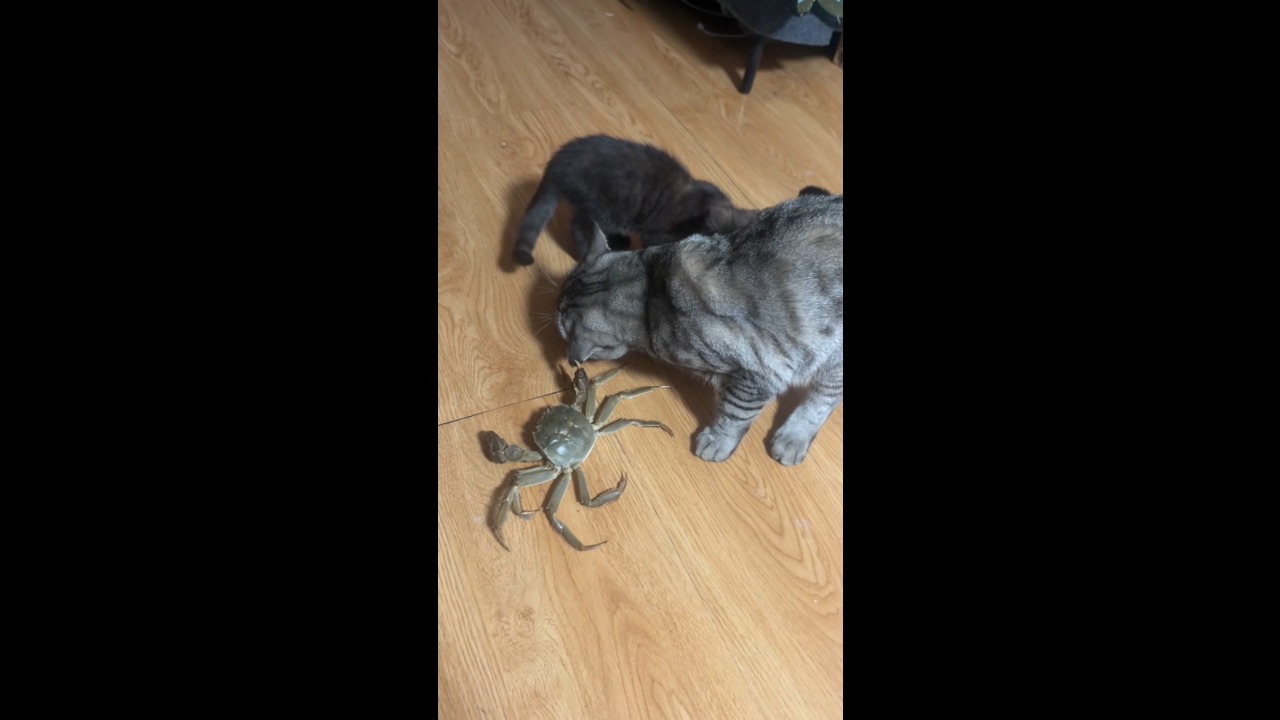 Cat struggles to escape after crab clamps onto its ear in Shandong, China