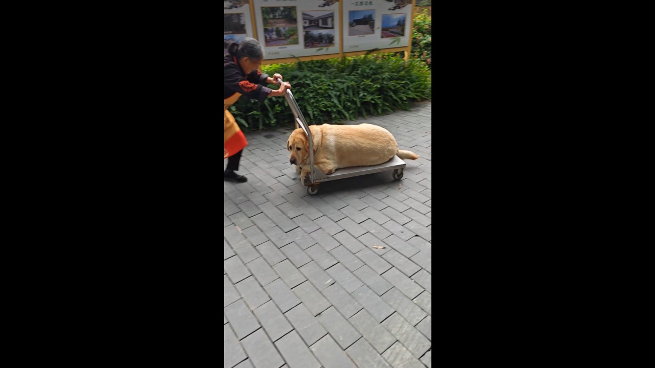 Chubby Labrador calmly rides a trolley pushed by an elderly woman in Sichuan, China