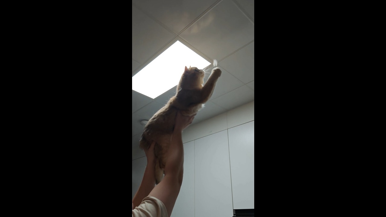 Orange cat shows off insect-catching skills with help from owner in Guangxi, China