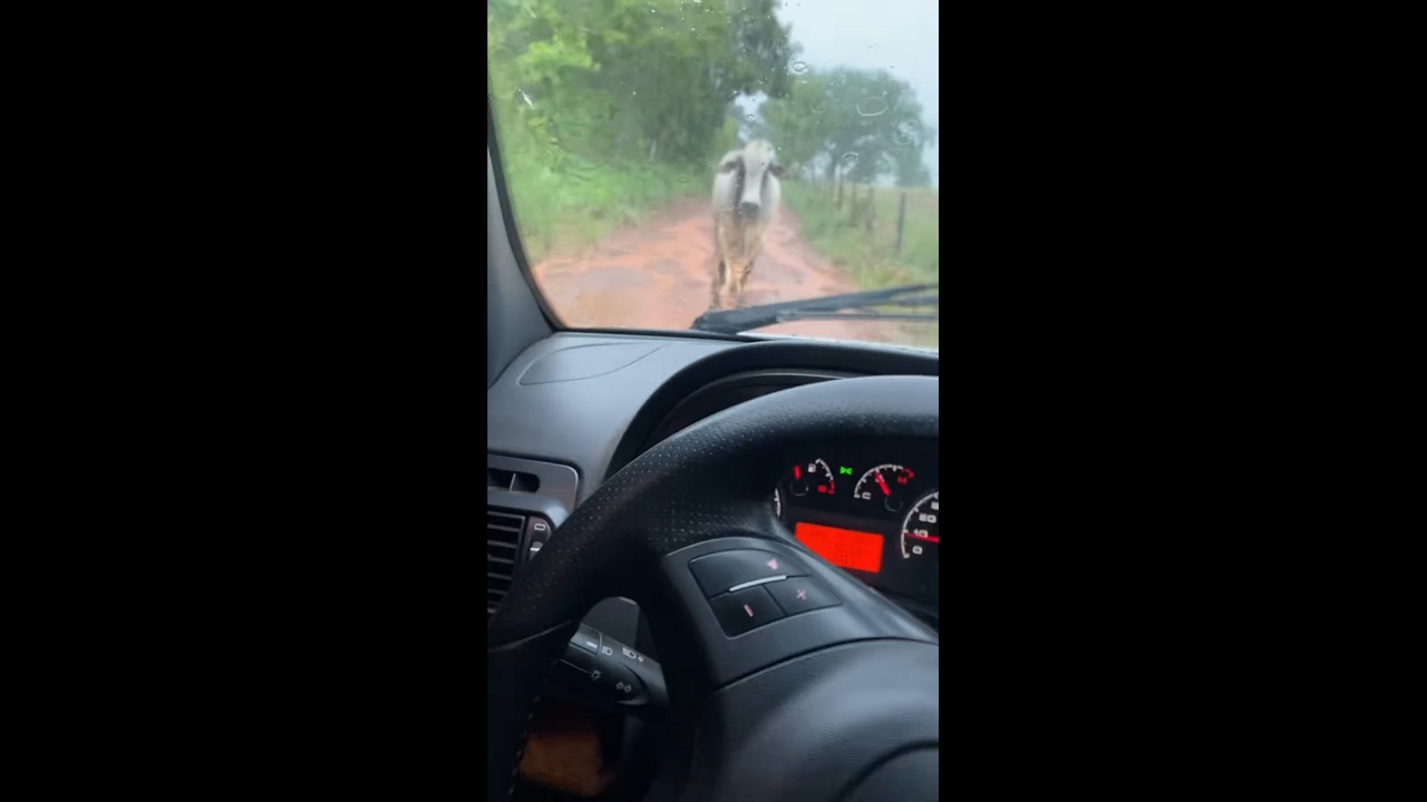 Driver’s battle with stubborn cow blocking driveway in Crixás, Goiás, Brazil