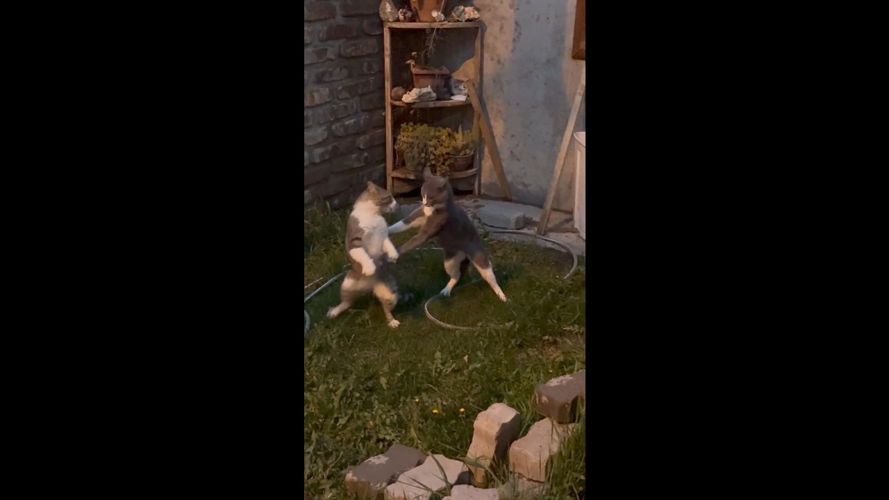 Two cats tumble off a rooftop during a fight in Zapala, Argentina