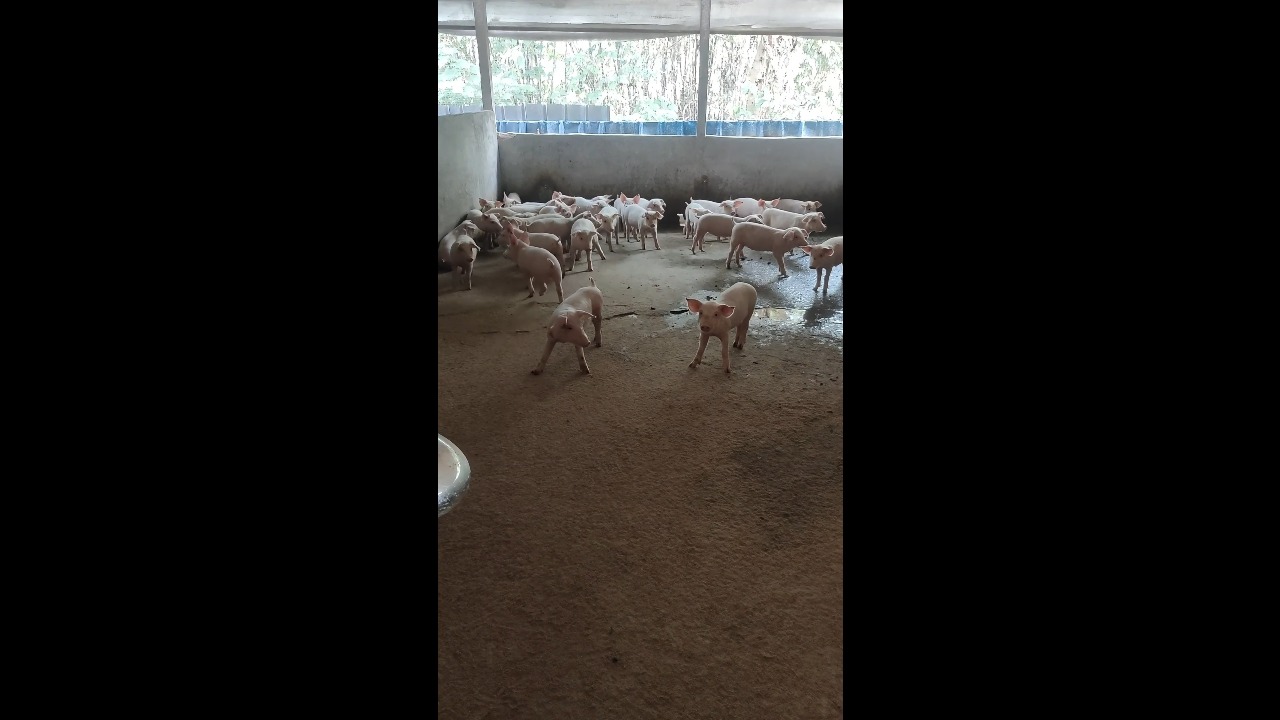 Piglets show off their impressive freezing skills in Guilin, China