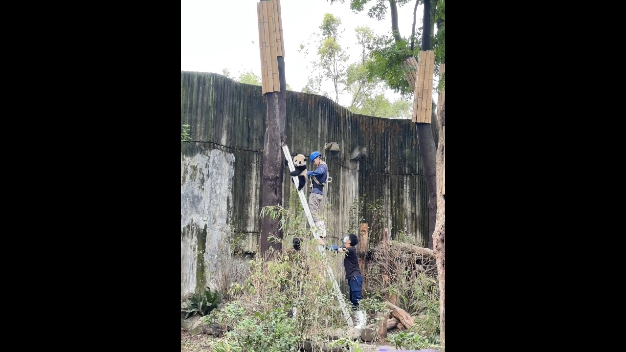 Zookeeper carefully carries a giant panda cub down a ladder in Anhui, China
