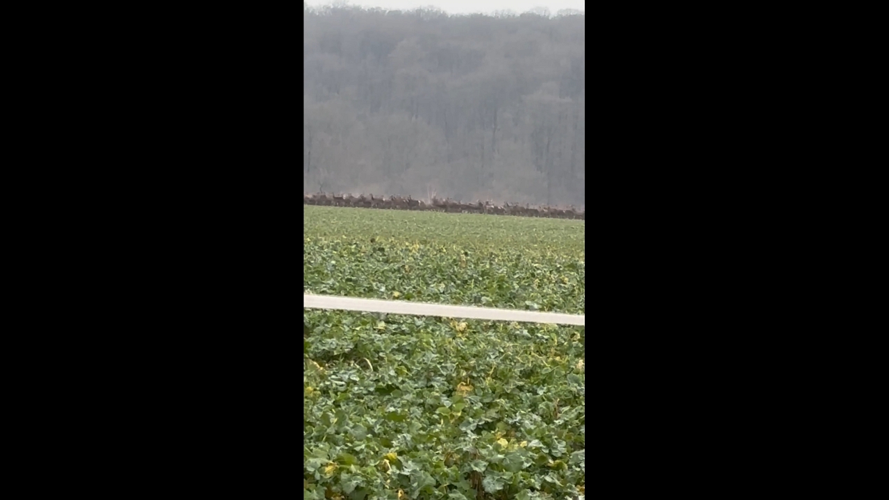 Deer and roe deer running across open fields in Coucy-le-Château-Auffrique, France