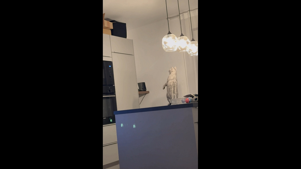 Cat Sheila misjudges a jump while climbing a cabinet in Köln, Germany