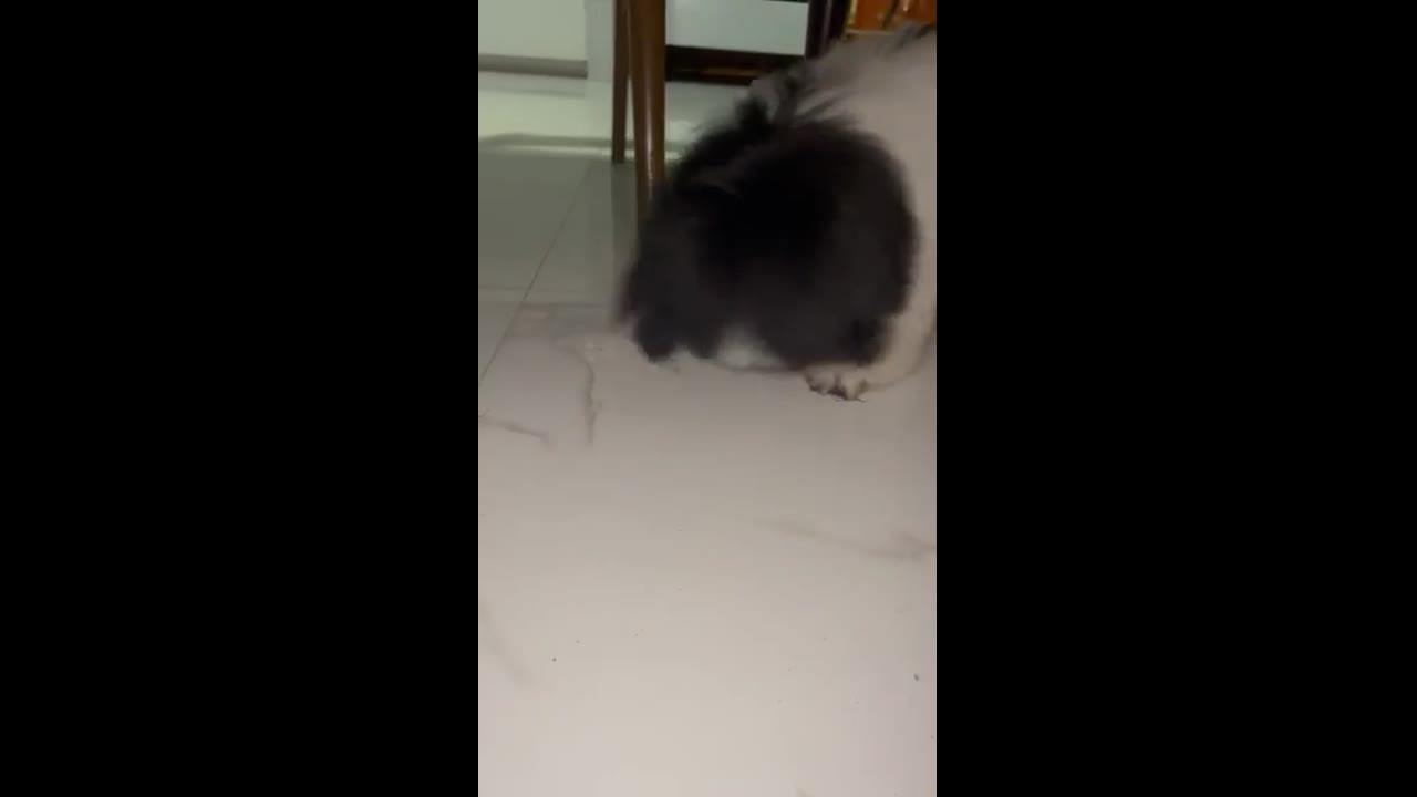 Unusual playtime: fearless dog entertains itself with cockroach in Batangas, Philippines