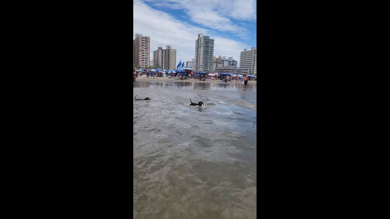Playful dachshunds enjoy seaside adventure in Praia Grande, São Paulo, Brazil