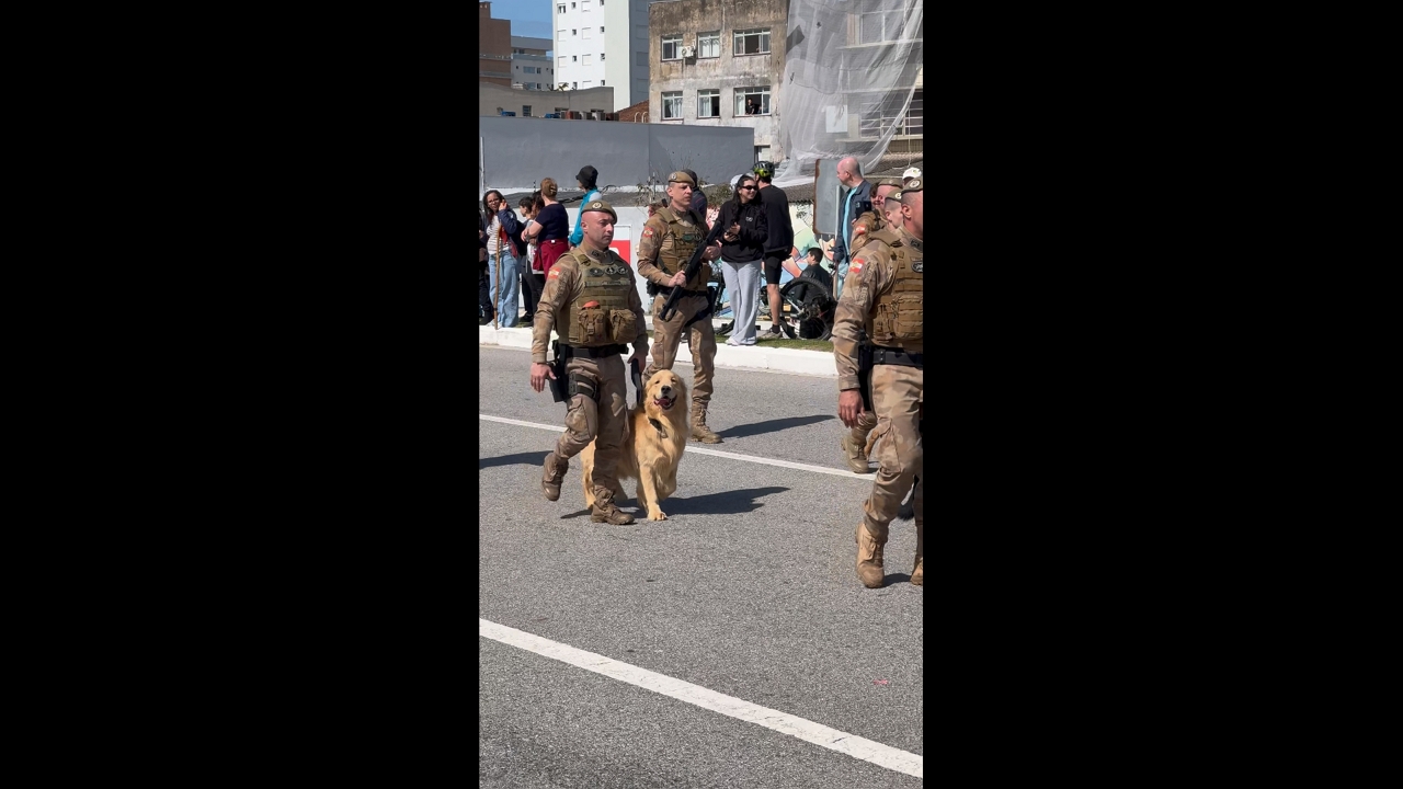 Golden retriever happily marches in military parade in Florianópolis, Brazil