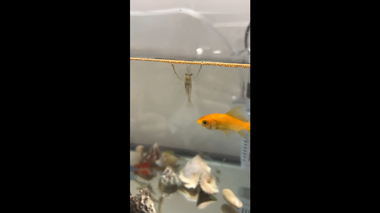 Hungry shrimp rush to grab food in a home aquarium in Chongqing, China