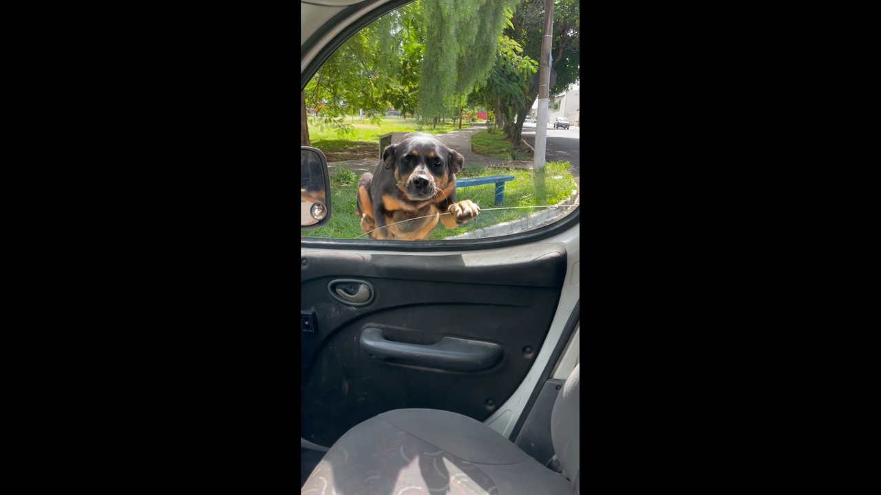 Dog jumps through car window to greet owner in Americana, São Paulo, Brazil