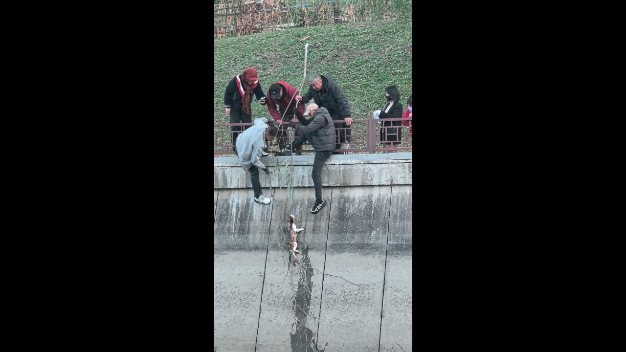 Rescuers save a stranded kitten from a concrete river embankment in Jilin, China
