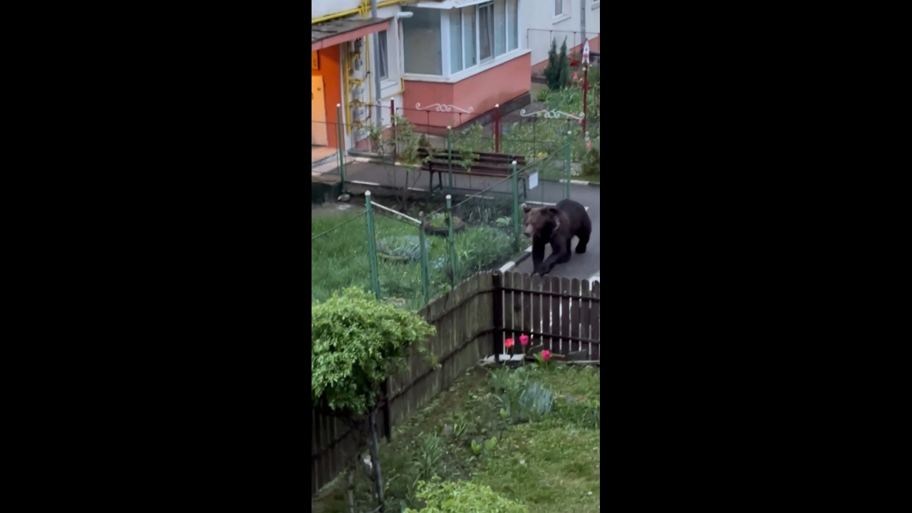 Bear spotted roaming residential streets in Bușteni, Romania