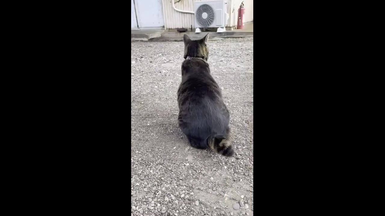 Rolling cat's unique talent stuns viewers: a heartwarming tale of rescue and playfulness