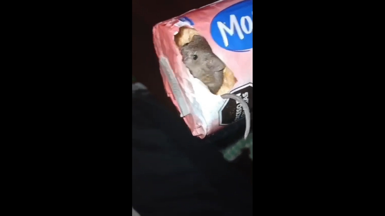 Mouse suddenly jumps from biscuit pack and startles author in Areguá, Paraguay