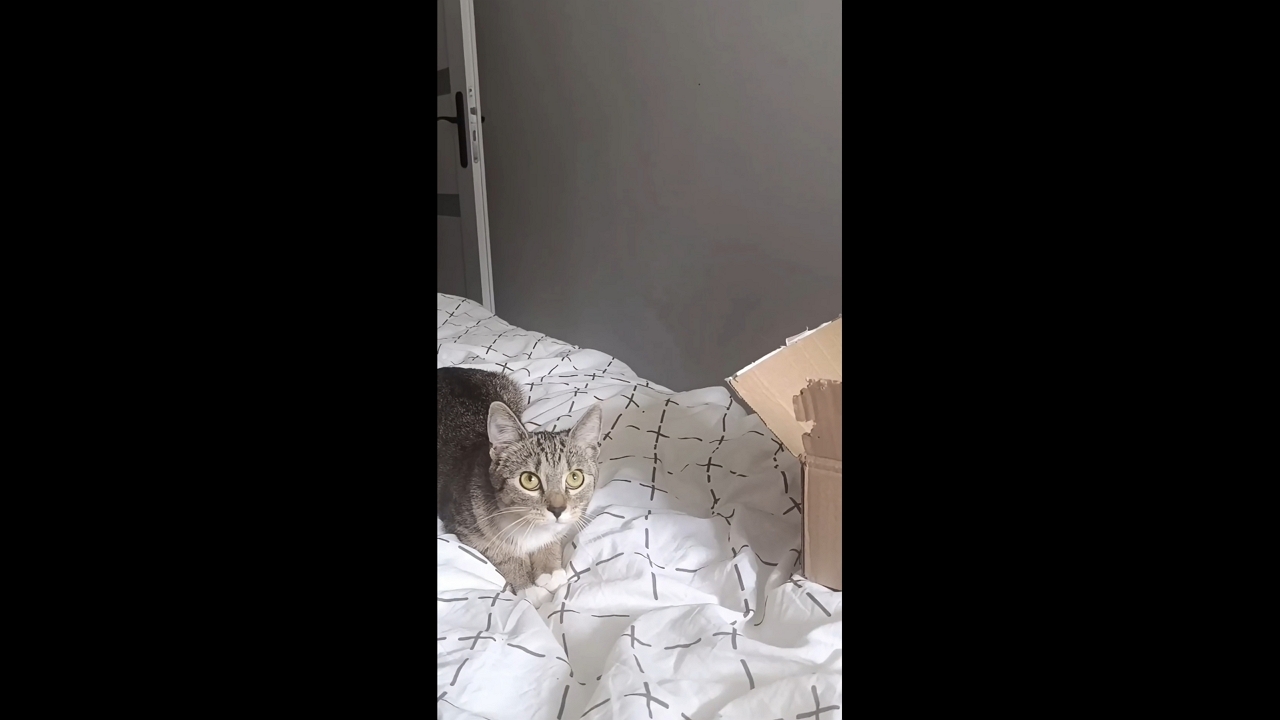 Cat attempts a flip and falls off the bed in Kamienna Góra, Poland