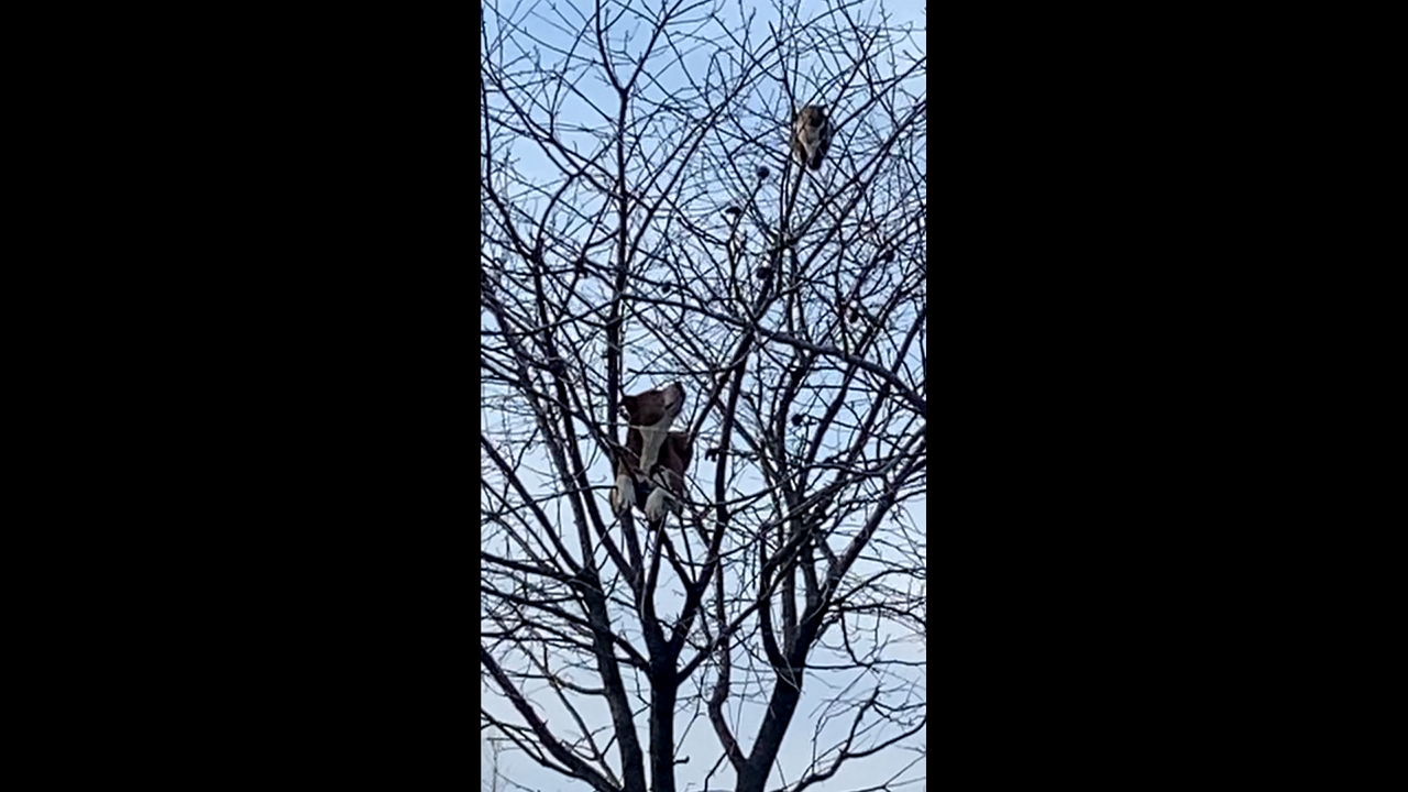 Dog and cat stuck on top of a tree in Dumbrăveni, Romania