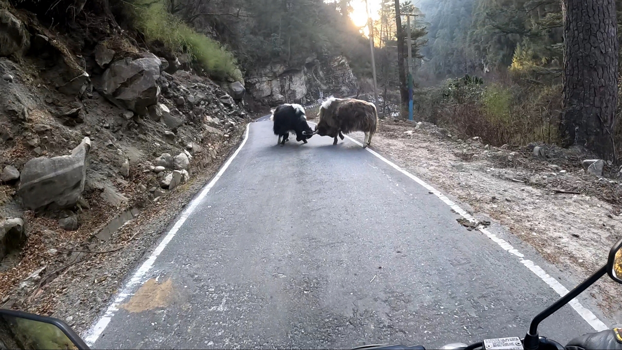 Motorcyclist encounters fighting yaks on Mago–Chuna Road in Arunachal Pradesh, India