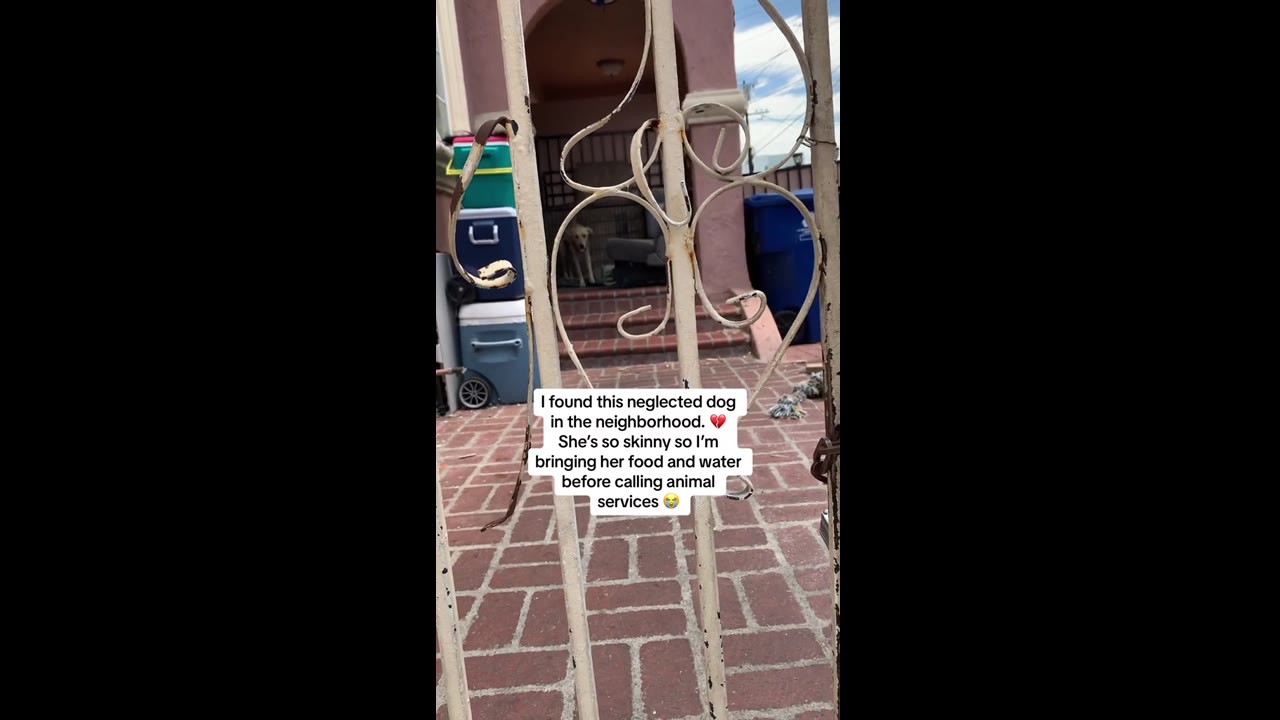 Rescuing hope: a compassionate encounter with an abandoned dog in Los Angeles